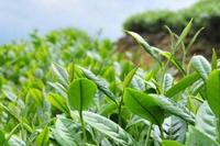 优质乌龙茶苛刻的生长环境条件的要求
