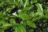 关于乌龙茶各品种的鲜叶特点的介绍