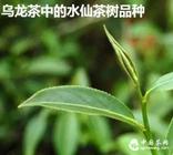 乌龙茶中的水仙茶树品种