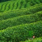 青茶的产区分类闽北青茶、闽南青茶、广东青茶和台湾青茶
