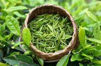 你知道绿茶为什么叫着绿茶呢？
