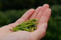 不同绿茶的种类以及相应的特点