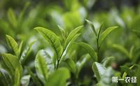 经常喝绿茶有什么副作用？绿茶的功效与副作用