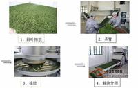 炒青绿茶工艺流程图