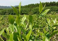 海南之茶白沙绿茶的特点白及其产地环境