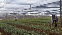 海南白沙加快绿茶假植步伐引进茶叶品种300万株
