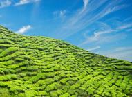 福建绿茶分类福建各种绿茶的特点介绍