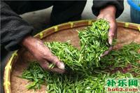绿茶有哪些绿茶的种类