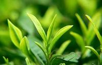 崂山绿茶属于什么茶崂山绿茶类别与功效