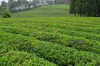 天目青顶茶属于什么茶绿茶中一股清流