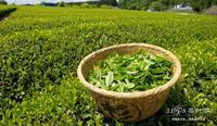 四川的绿茶有哪些品种