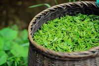茶知识之绿茶常见品质弊病的原因分析