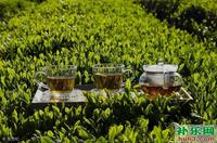 绿茶春茶上市，老茶农教你5个方法挑选绿茶，保准你不会买