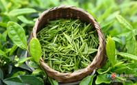 夏季绿茶如何保存保存绿茶的方法与禁忌
