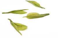 绿茶之道：绿茶茶饮以及绿茶茶具的知识