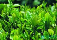 绿茶知识百科|哪些属于绿茶？都有哪些种类？