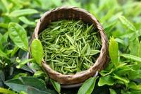 茶知识第一期：占了半壁江山的绿茶如何进行统一分类？必