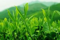 绿茶何以成为预防癌症的头号功臣