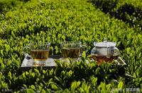 新制绿茶如何保存