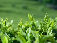 茶叶小常识绿茶2杯橘子1个每天防辐射