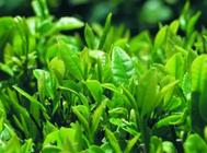 绿茶有哪些种类绿茶的种类千千万
