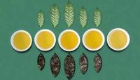 绿茶减肥好还是普洱茶减肥好？