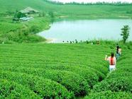 三清茶的产地，三清茶可以去除口臭，三清茶茶艺表演