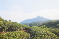 福建武夷山申报全国茶产业知名品牌创建示范区