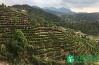 梅州市潭江镇以茶兴业建区域品牌谋发展