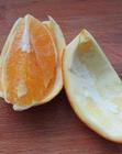橙子皮的功效与作用橙子皮可以泡水喝吗？