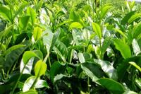 关于茶树精油的功效与作用的介绍