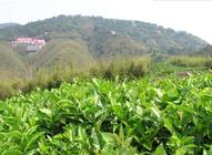 莫干黄芽茶的功效和作用莫干黄芽茶有什么特征
