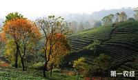 清远等地大力发展茶叶种植让茶叶产业成为支柱产业