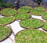 对于种植茶叶来说，太阳日照对它的影响有多大？又是怎么起作用的？