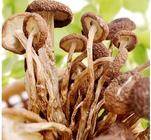 茶树菇怎样种植栽培技术,茶树菇的做法大全,茶树菇要煮多久