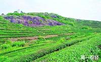 广东惠东县“石头山”种植岩茶增收