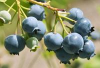 野生蓝莓和种植蓝莓有什么区别？蓝莓奶茶怎么调？