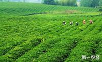 湖北赤壁：充分发挥人大职能作用助推茶产业健康持续发展