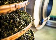 茶叶怎么发酵会影响人体健康吗？