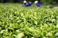 高新科技草本提炼成的茶叶也能排毒保健