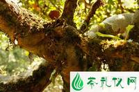 普洱茶树从生长形态上的区分