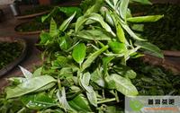 普洱茶可以从叶子的大小区分茶树树龄吗？