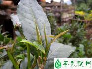 勐海普洱茶主产区——布朗山