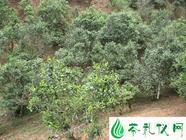 景迈普洱茶的生长环境及特点