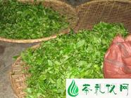 普洱茶制程与品质和外型的关系