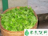 澜沧江原生普洱茶是什么茶？