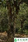 普洱茶树生长方式及环境区别