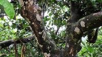 最古老的普洱茶树在哪儿？
