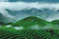 茶知识之庐山云雾茶的环境要求