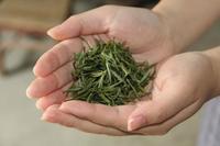安徽绿茶哪一种是你最喜欢的